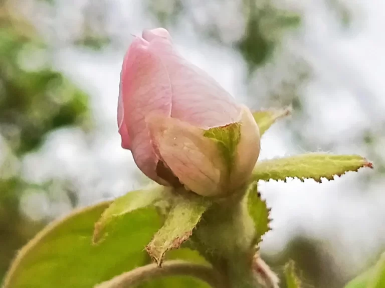 Bloesemknop van kweepeer
