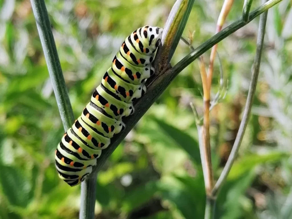 Rups van de koninginnepage